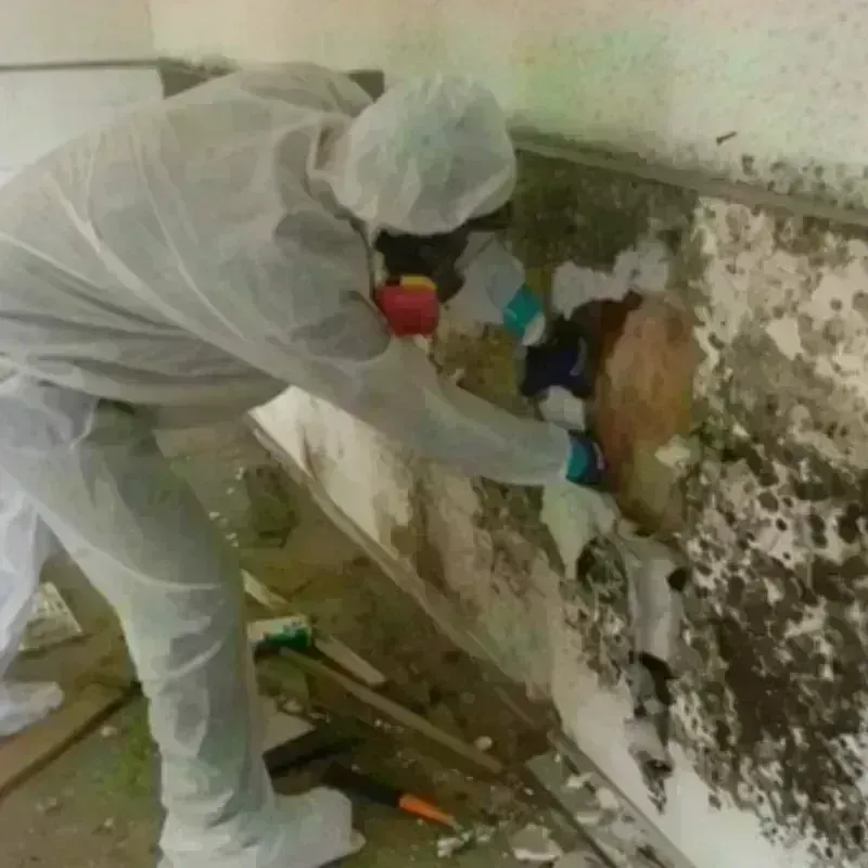 Mold Remediation and Removal in Plymouth, OH